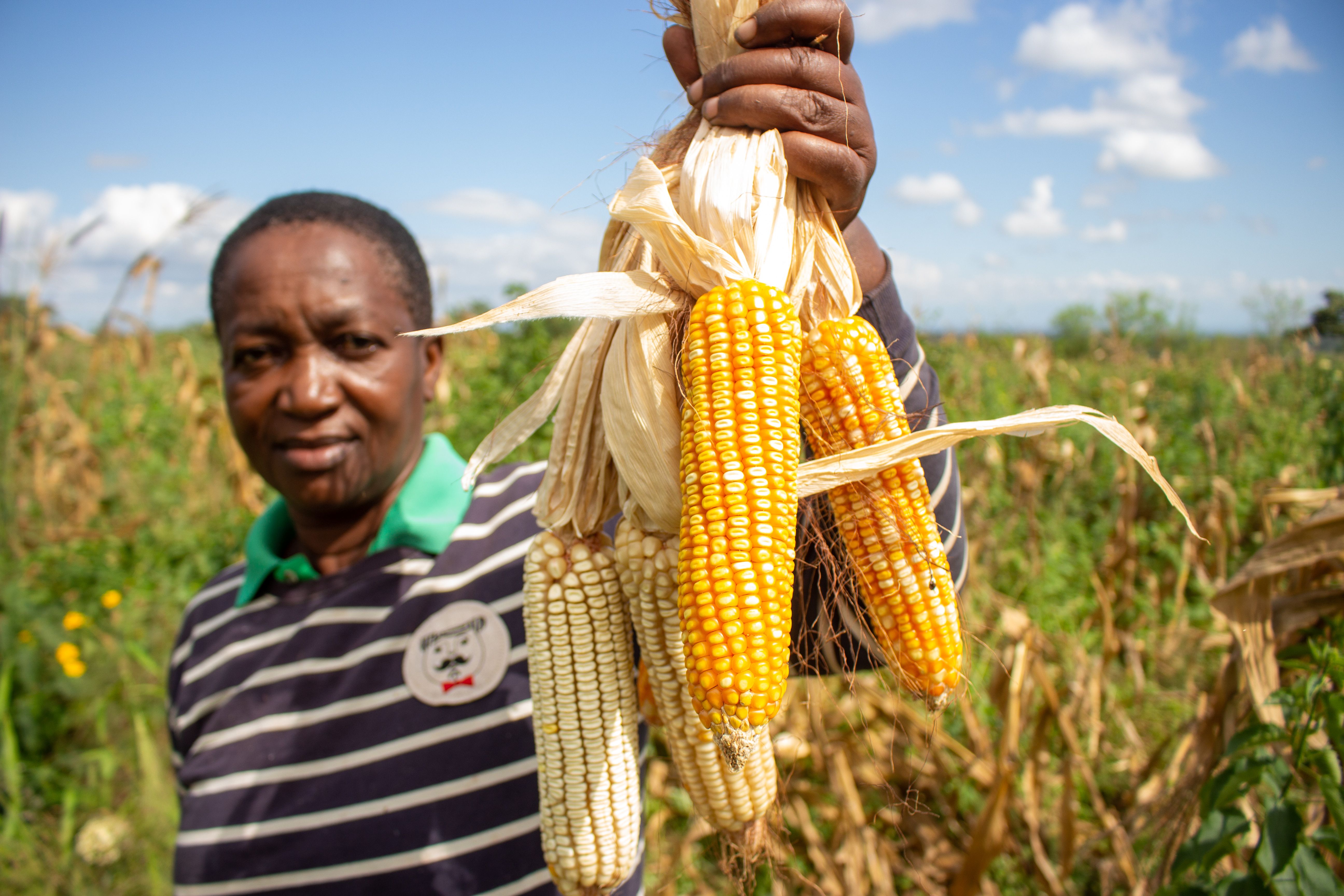 Agri-Investment Advisory — Kilosa
